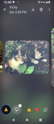 Found/Stray Female Cat last seen Oleander Point & Olde Fox Trail, Greensboro, NC 27407