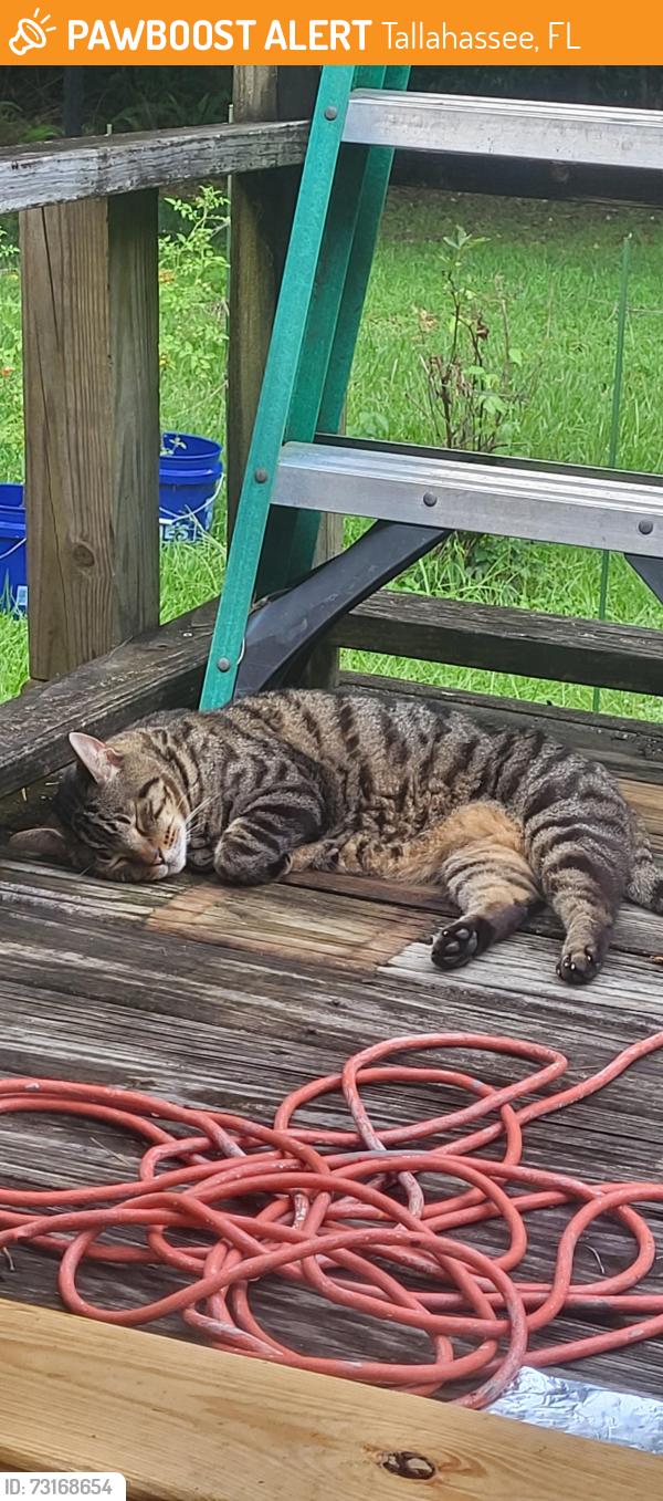 Found/Stray Male Cat last seen Formosa and Concord, Tallahassee, FL 32308