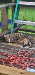 Found/Stray Male Cat last seen Formosa and Concord, Tallahassee, FL 32308