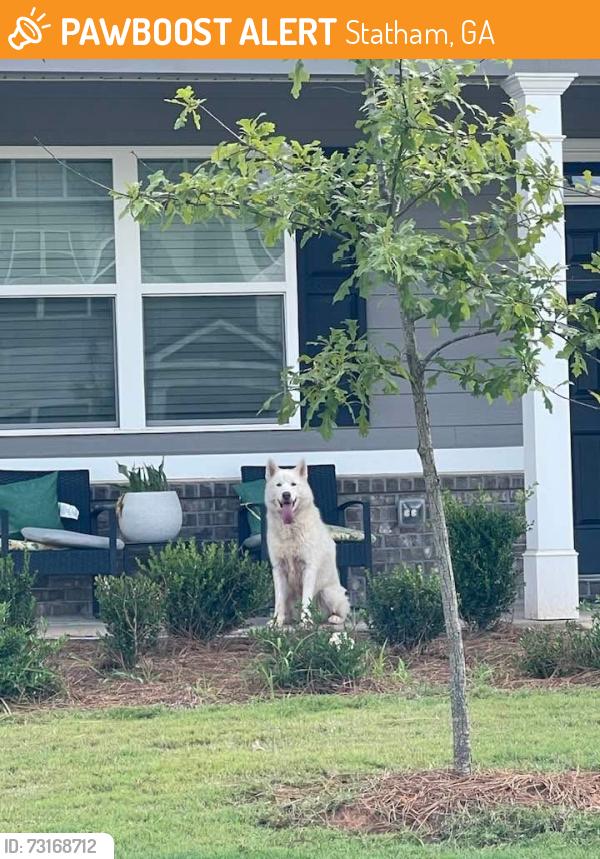 Found/Stray Unknown Dog last seen Dove creek, Statham, GA 30666