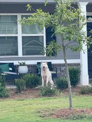 Found/Stray Unknown Dog last seen Dove creek, Statham, GA 30666