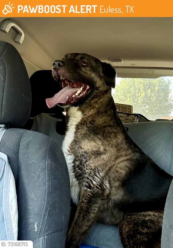 Found/Stray Female Dog last seen Redbud Lane, Euless, TX 76039