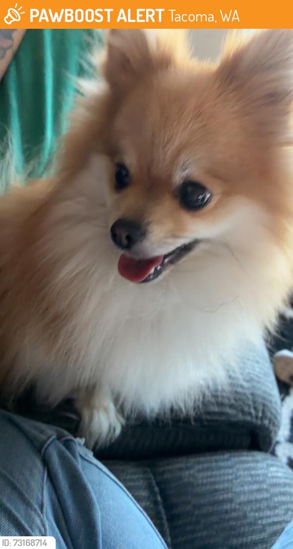 Found/Stray Male Dog last seen Wapato Hills, Tacoma, WA 98409