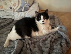 Reunited Female Cat last seen Near Lakeland Ave, Lincolnton, NC 28092