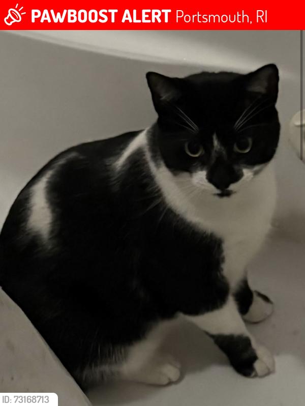 Lost Male Cat last seen Douglas Avenue, Portsmouth, RI 02871