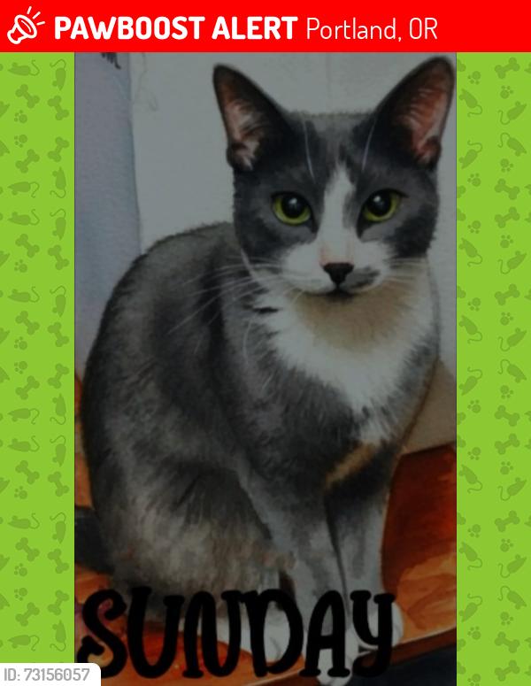 Lost Female Cat last seen Near Benson High School, Portland, OR 97232