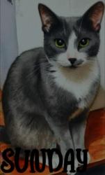 Lost Female Cat last seen Near Benson High School, Portland, OR 97232