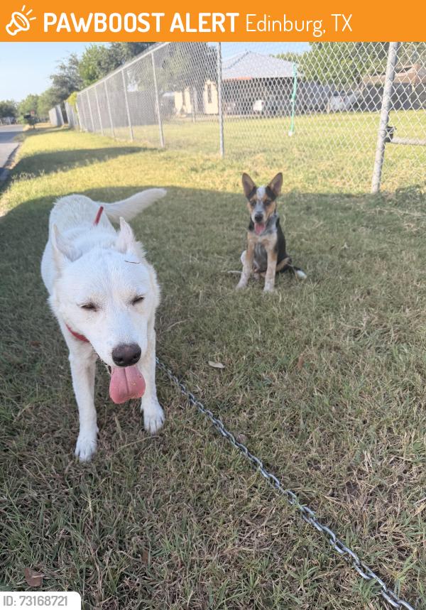 Found/Stray Female Dog last seen On Fox Lane, off of Alberta Road, Edinburg, Tx, Edinburg, TX 78542