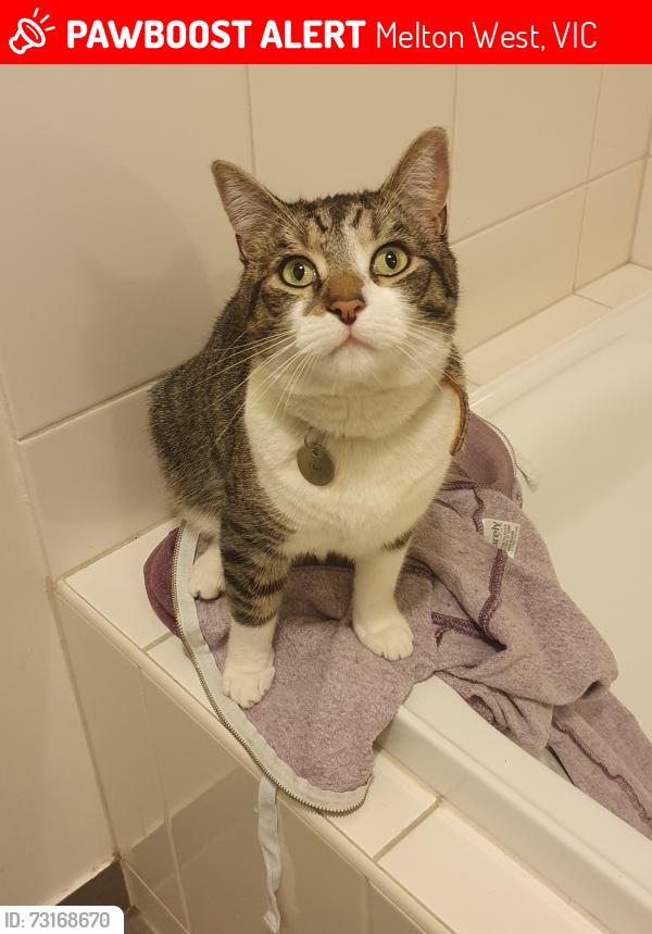 Lost Male Cat last seen Gautam Gr & Hawthorne Ave, Melton West, VIC 3337