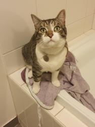 Lost Male Cat last seen Gautam Gr & Hawthorne Ave, Melton West, VIC 3337
