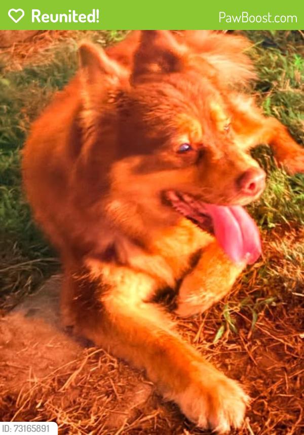 Reunited Male Dog last seen Arcadia Blvd/Emmons Ave, Dayton, OH 45410