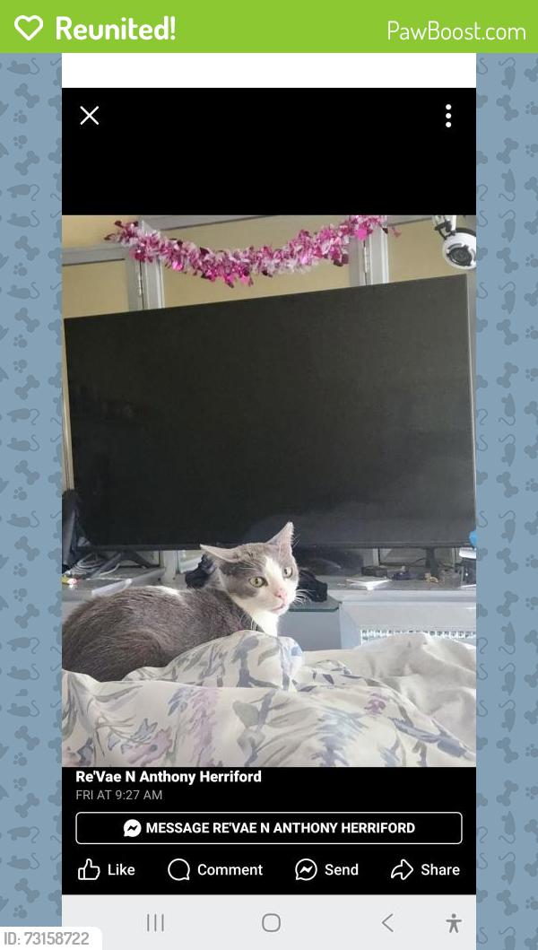 Reunited Male Cat last seen Mellwood, Louisville, KY 40212