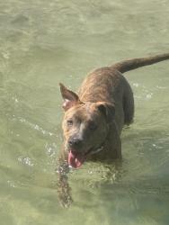 Lost Female Dog last seen Near willamar, Richmond, VA 23234