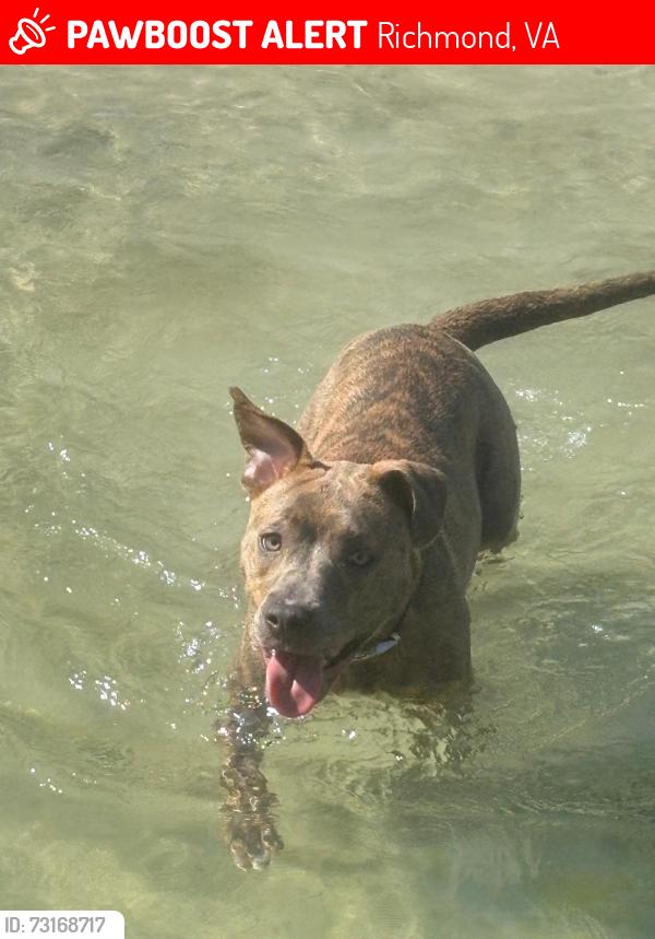 Lost Female Dog last seen Near willamar, Richmond, VA 23234