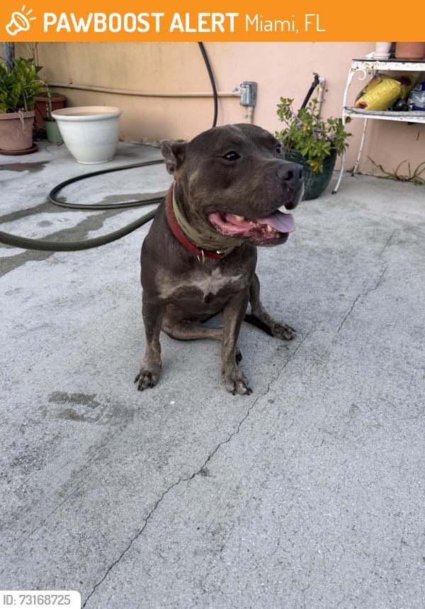 Found/Stray Female Dog last seen 30th ave NW 13 St, Miami, FL 33125
