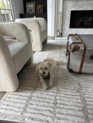 Reunited Male Dog last seen Near cedar creek dr heading towards S. Post Oak, Houston, TX 77056