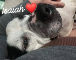 Reunited Male Dog last seen Near se 40th belleview fl, Belleview, FL 34420