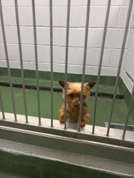 Reunited Female Dog last seen Ave d, Rochester, NY 14621