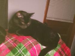 Lost Male Cat last seen Behind bristol hospital, Bristol, TN 37620