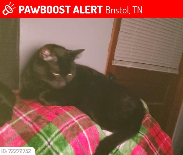 Lost Male Cat last seen Behind bristol hospital, Bristol, TN 37620