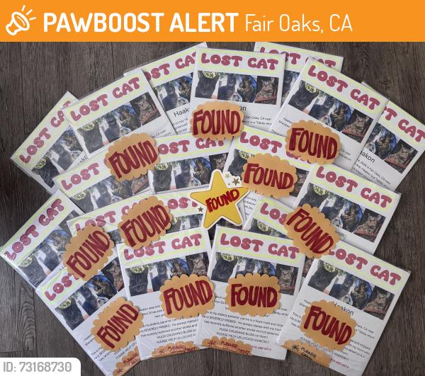 Found/Stray Male Cat last seen Hilton Way/Kenneth Ave, Fair Oaks, CA 95628