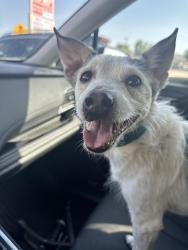 Found/Stray Male Dog last seen Planet fitness, Austin, TX 78729