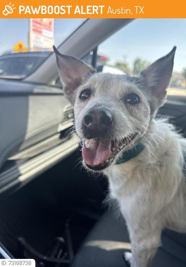Found/Stray Male Dog last seen Planet fitness, Austin, TX 78729