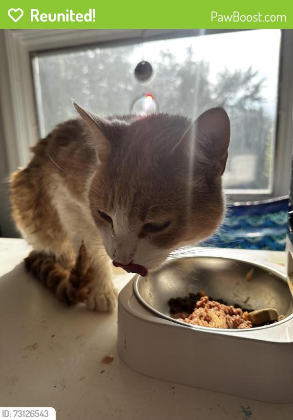 Reunited Male Cat last seen Hanley Rd & Western Ave, Minneapolis, MN 55426