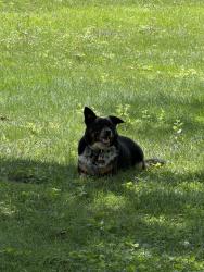 Reunited Male Dog last seen Toledo Beach, La Salle, MI 48145