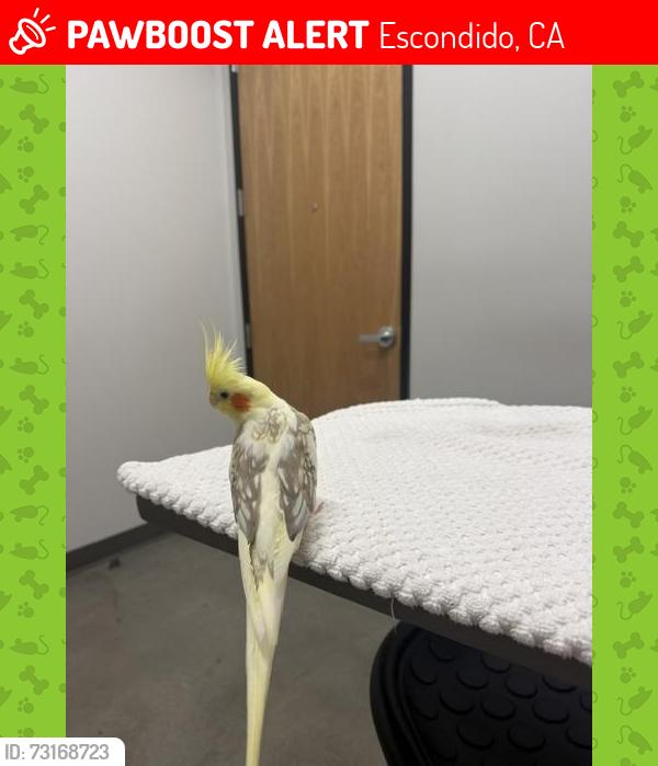 Lost Female Bird last seen Harmony Grove and Princess Kyra, Escondido, Escondido, CA 92029