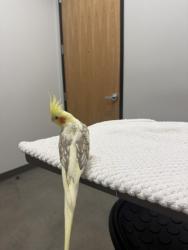 Lost Female Bird last seen Harmony Grove and Princess Kyra, Escondido, Escondido, CA 92029