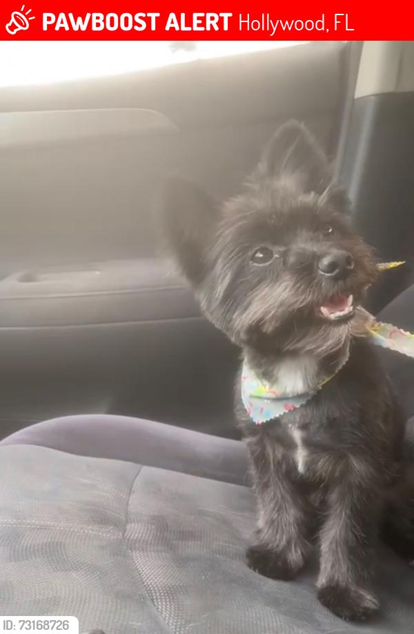 Lost Female Dog last seen Near Pembroke Rd and 24th Terrace, Hollywood, FL 33020