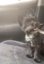 Lost Female Dog last seen Near Pembroke Rd and 24th Terrace, Hollywood, FL 33020
