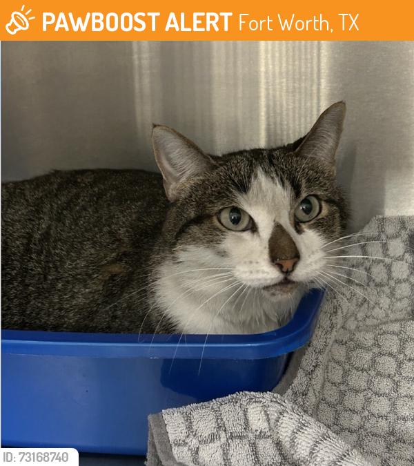 Found/Stray Female Cat last seen Near N Beach St Ste 148, Fort Worth, TX 76244, Fort Worth, TX 76244
