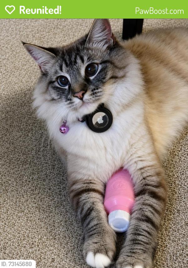 Reunited Female Cat last seen Shasta St / Sycamore St, Boise, ID 83703