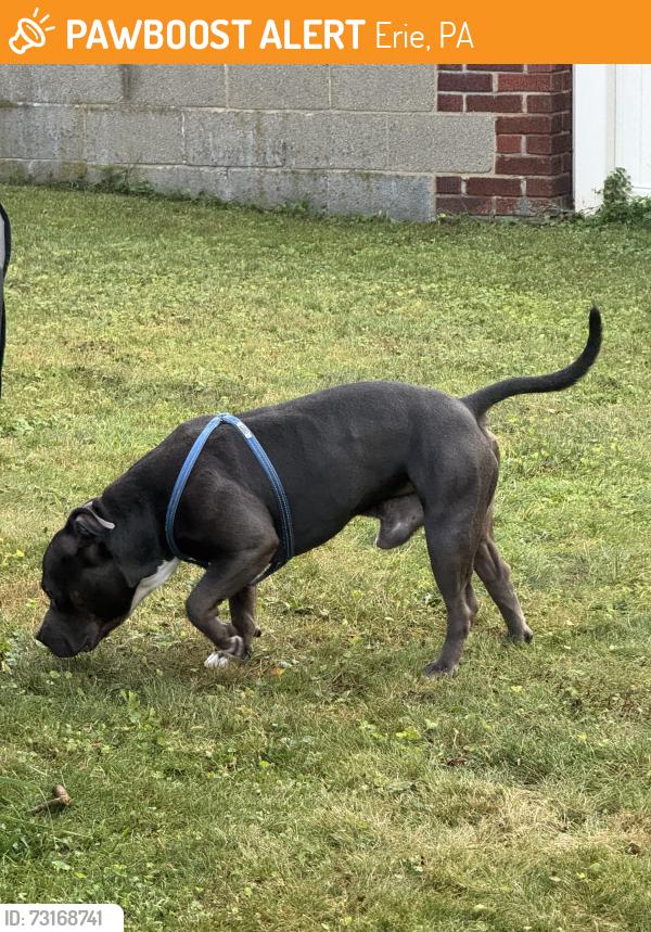 Found/Stray Male Dog last seen At our hse, by garage, Erie, PA 16502