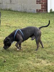 Found/Stray Male Dog last seen At our hse, by garage, Erie, PA 16502