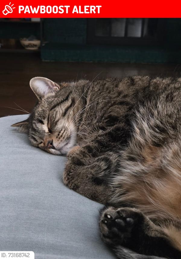 Lost Female Cat last seen St john of the cross catholic church, Mississauga, ON L5N 1P6
