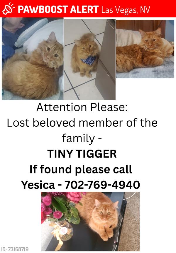 Lost Male Cat last seen Near utopia way, Las Vegas, NV 89130