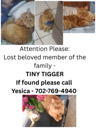Lost Male Cat last seen Near utopia way, Las Vegas, NV 89130
