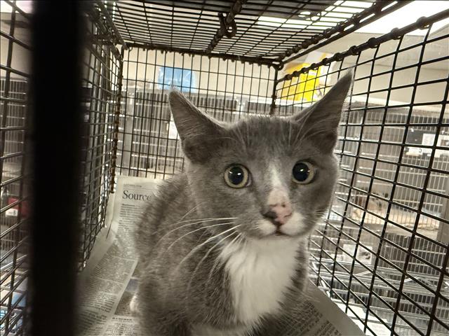 Shelter Stray Unknown Cat last seen , 14409 Vanowen St, Van Nuys, CA 91405, USA