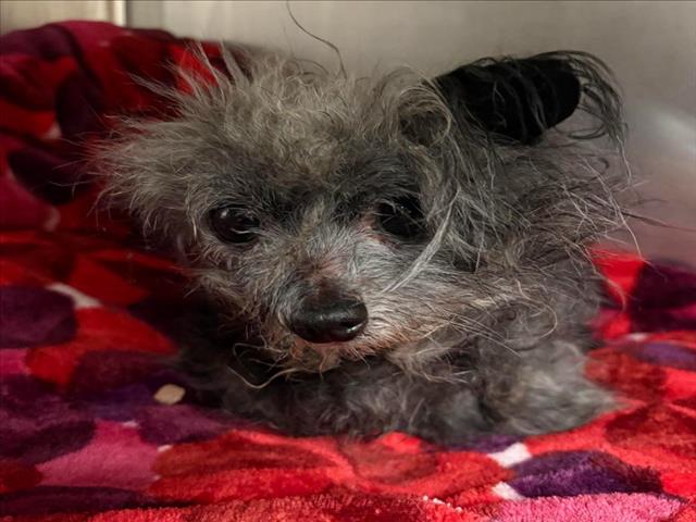 Shelter Stray Male Dog last seen , 14409 Vanowen St, Van Nuys, CA 91405, USA