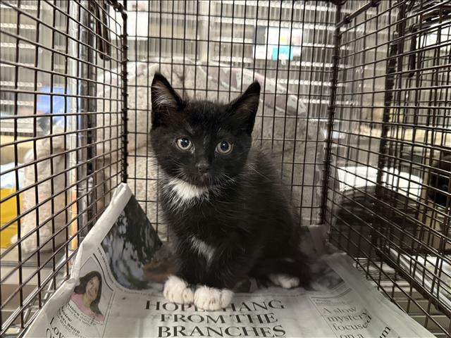 Shelter Stray Unknown Cat last seen , 14409 Vanowen St, Van Nuys, CA 91405, USA