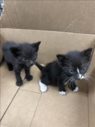 Shelter Stray Unknown Cat last seen , 14409 Vanowen St, Van Nuys, CA 91405, USA