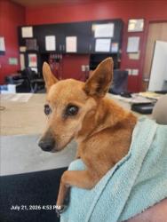 Shelter Stray Female Dog last seen Near BLOCK N AMIDON AVE, WICHITA KS 67203, 3303 N Hillside St, Wichita, KS 67219, USA