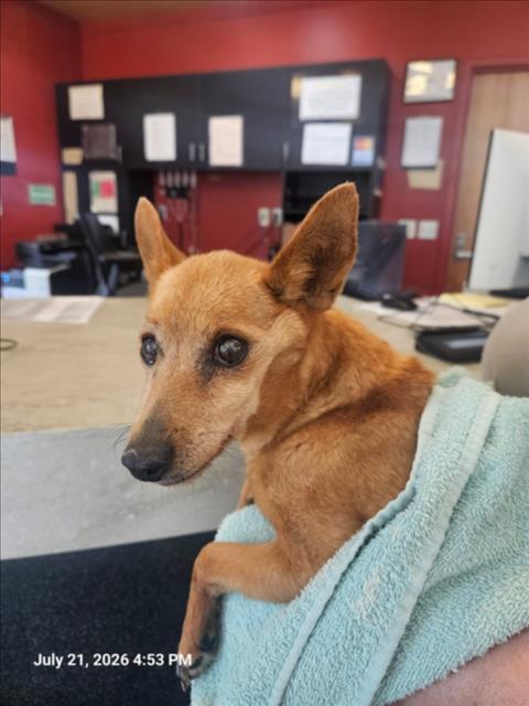 Shelter Stray Female Dog last seen Near BLOCK N AMIDON AVE, WICHITA KS 67203, 3303 N Hillside St, Wichita, KS 67219, USA