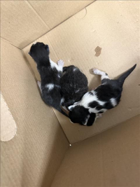 Shelter Stray Male Cat last seen , 14409 Vanowen St, Van Nuys, CA 91405, USA