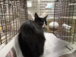 Shelter Stray Female Cat last seen , 14409 Vanowen St, Van Nuys, CA 91405, USA