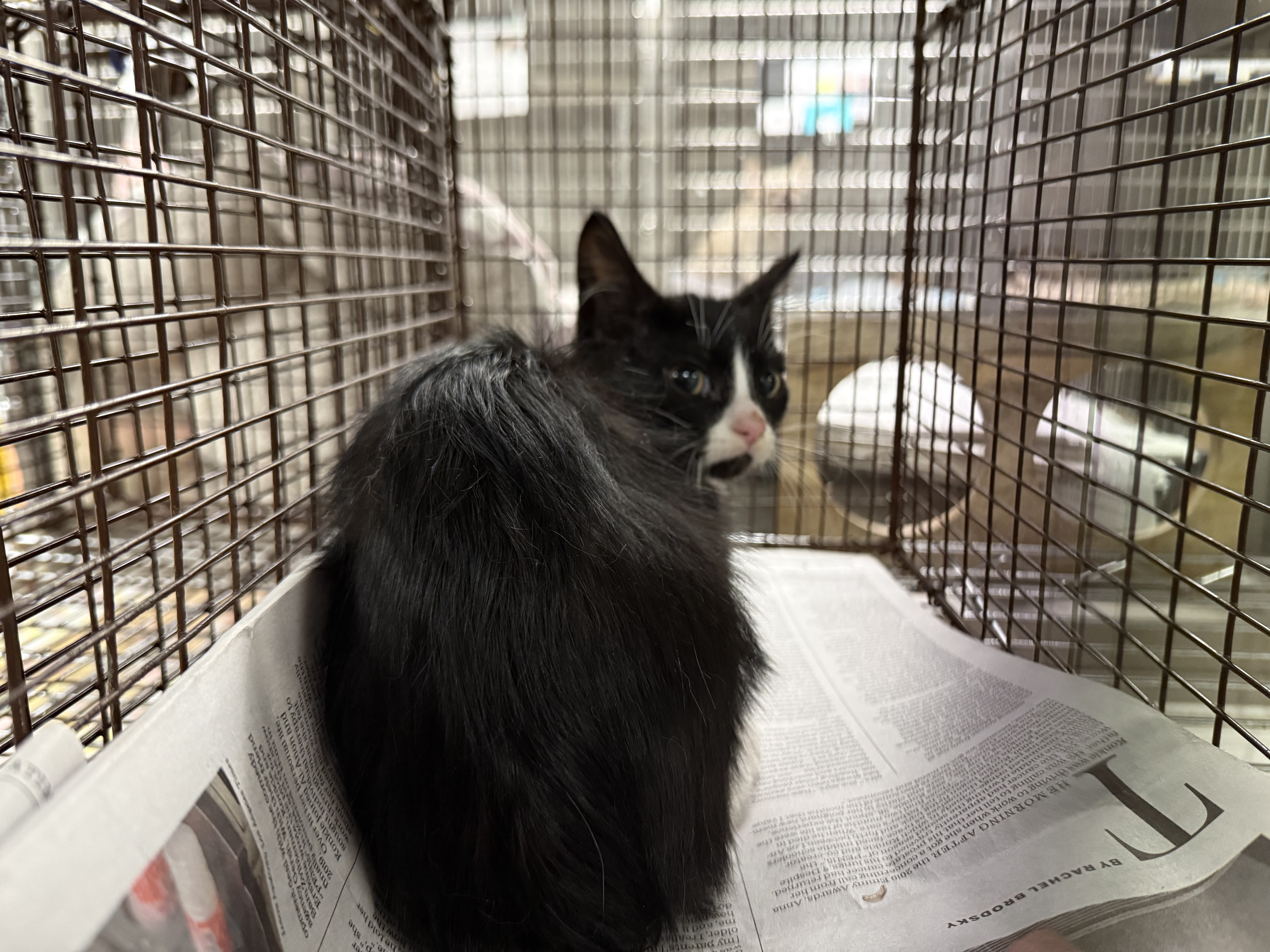 Shelter Stray Female Cat last seen , 14409 Vanowen St, Van Nuys, CA 91405, USA