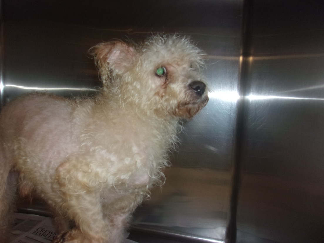 Shelter Stray Female Dog last seen , 14409 Vanowen St, Van Nuys, CA 91405, USA